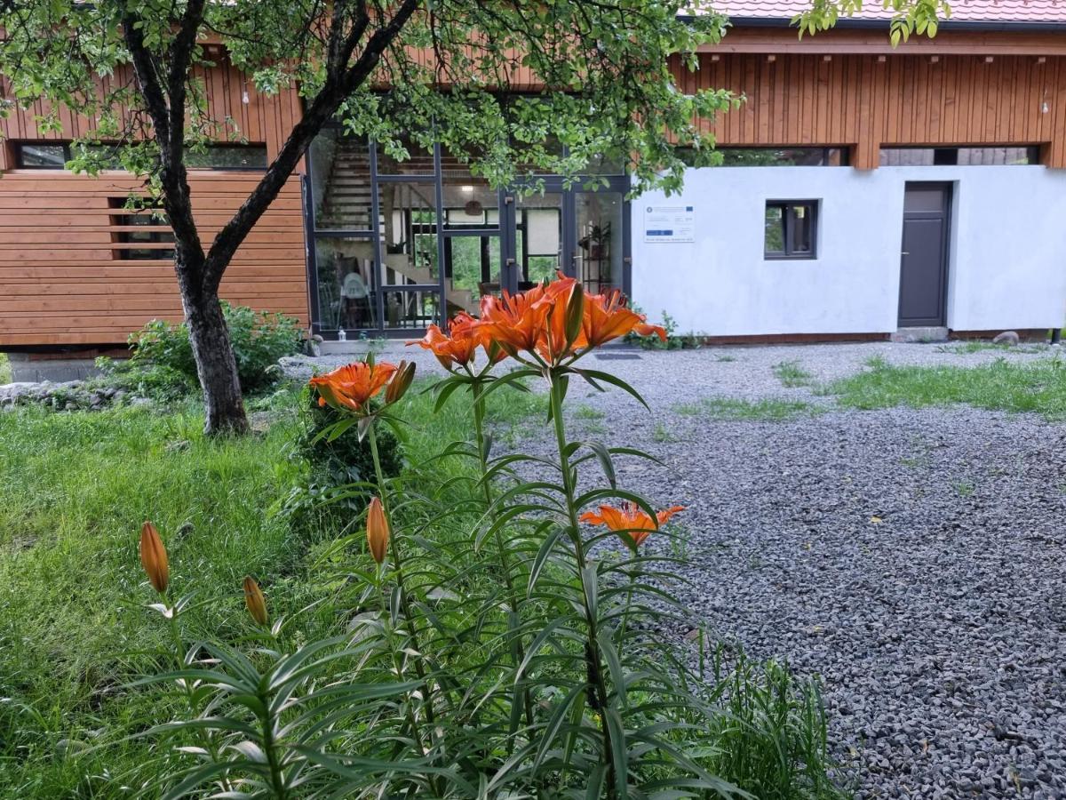 ASTER panzió Acomodação com café da manhã Cîmpu Cetăţii Exterior foto